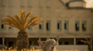 İstanbul’un Sokakları: Kedi Olmanın Huzur Verici Hikayesi