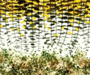 Moisturising Soft Cream