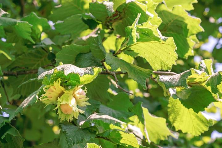 fındığın yetişme alanları: türkiye'nin doğal hazinesi 7 fındık yetiştirme