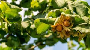 Fındığın Yetişme Alanları: Türkiye’nin Doğal Hazinesi