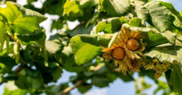fındık yetiştirme