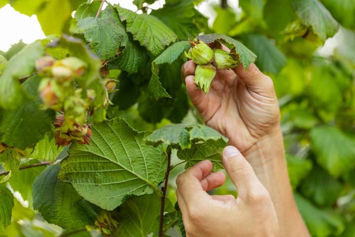 fındığın yetişme alanları: türkiye'nin doğal hazinesi 8 fındık yetiştirme