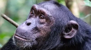 Şempanze Topluluklarında Sosyal Çatışma: Evrimsel Bir Ayna