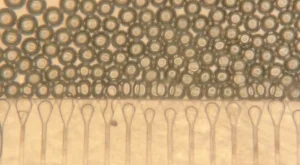 Geleceğin Güzelliği: Mini Karaciğerler ve Yeni Tedavi Yöntemleri